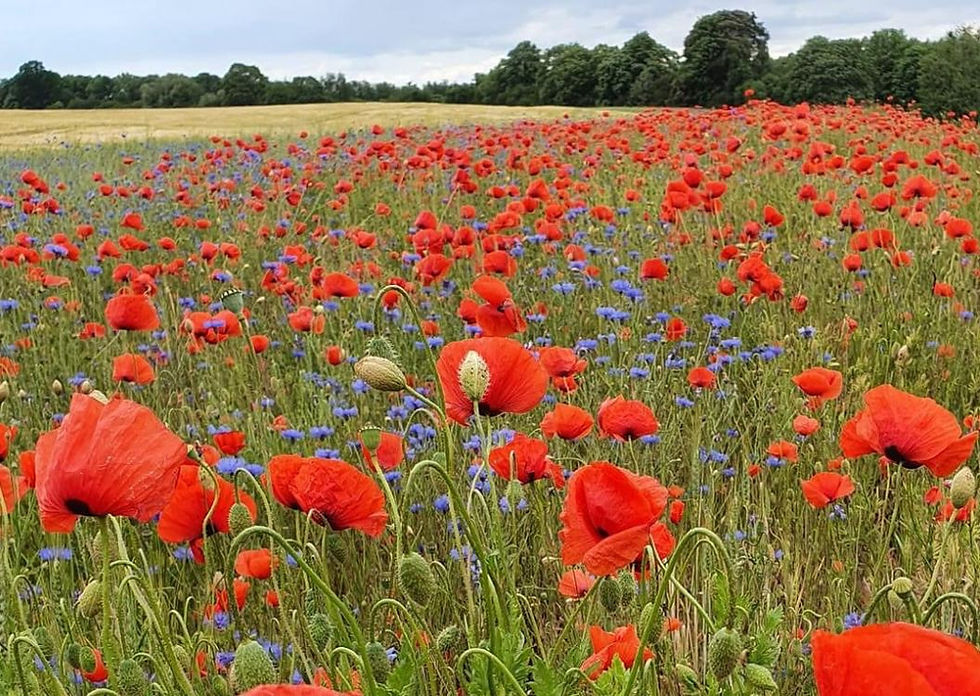 Strahlendes Sonnenblumenfeld leuchtet im goldenen Sonnenlicht unter blauem Himmel.