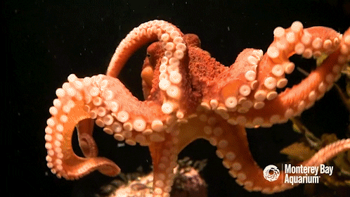 17 Facts you Never Knew About Octopi