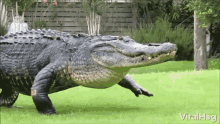 Top 20+ Crocodile Quotes