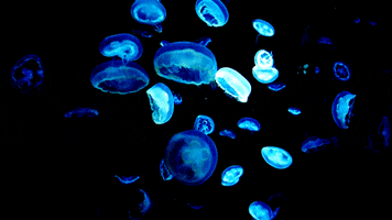 Facts You Never Knew About Jellyfish Before!