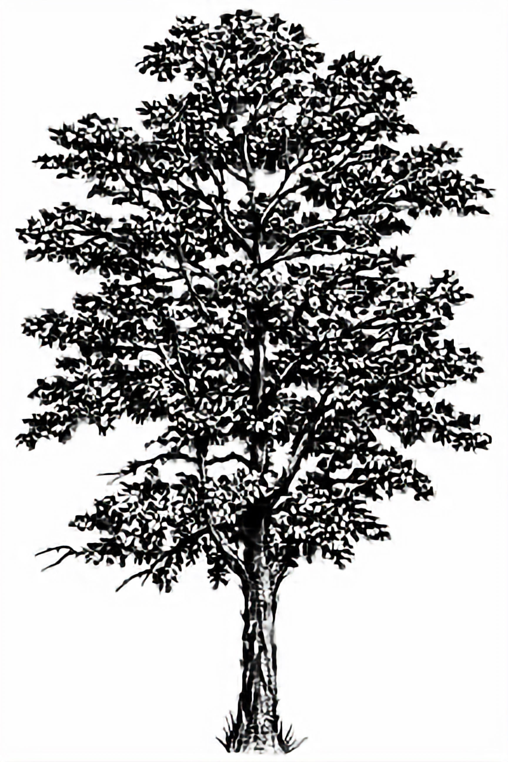 242G Shag Bark Hickory