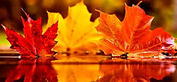 3 autumn leaves.jpg