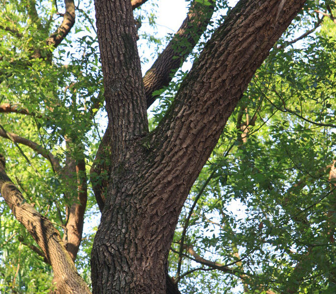 Thumbnail: Taiwan Camphor Wood Essential Oil  台灣香樟木純精油 -100% pure 10ml