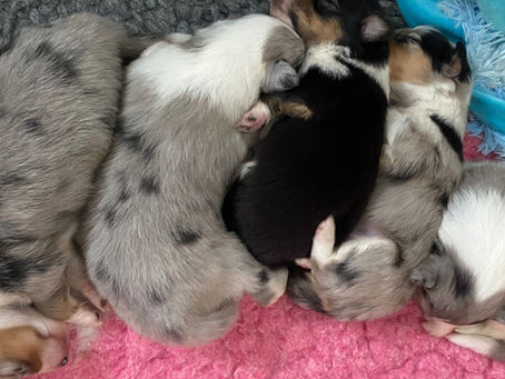 Dasha's og Dima's hvalpe.