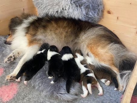 Sweetie og Koda's hvalpe.