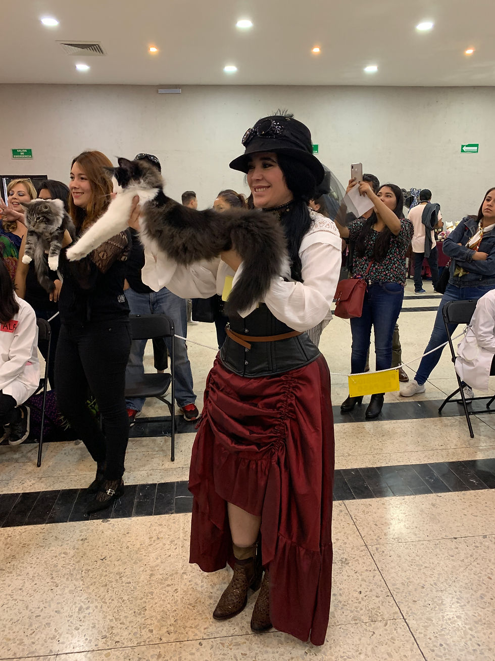 Gatos Bosque de Noruega México