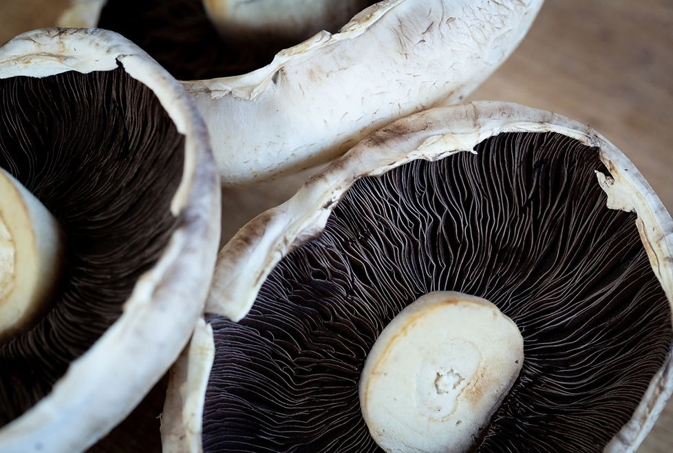 organic mushrooms close up
