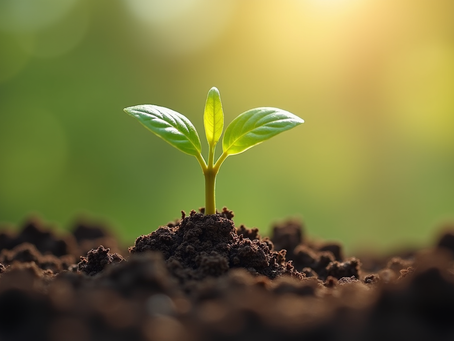 A seedling breaking through soil