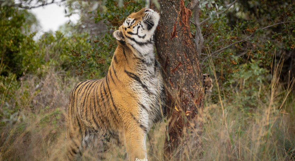 Fushan_tiger_Mateo5.jpeg