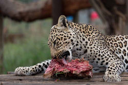 Cheetah Experience Animal Enrichment