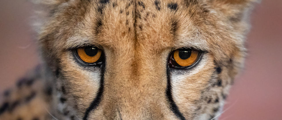 Neo-cheetah-3.jpeg