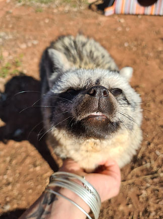Bat-eared Fox at Cheetah Experience