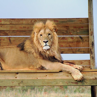 Max, one of our male lions at Cheetah Experience