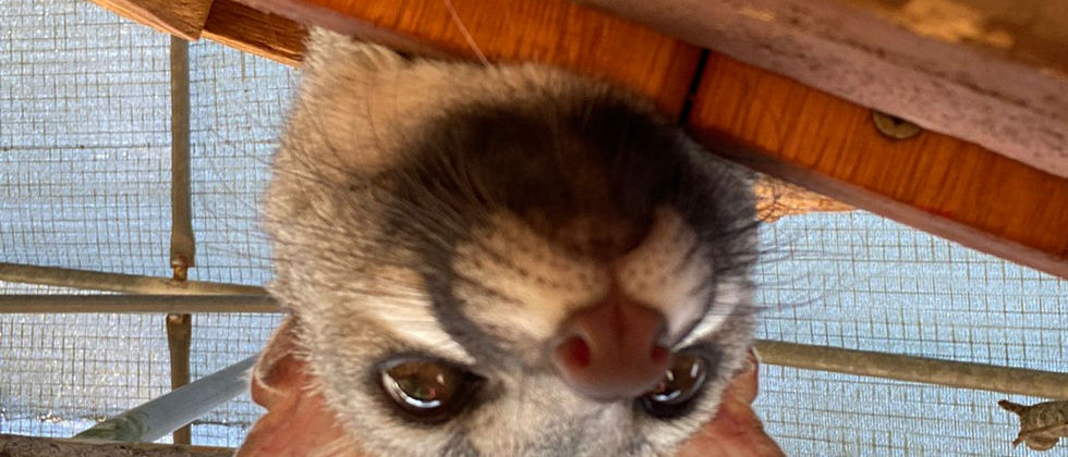 Genet1.jpeg