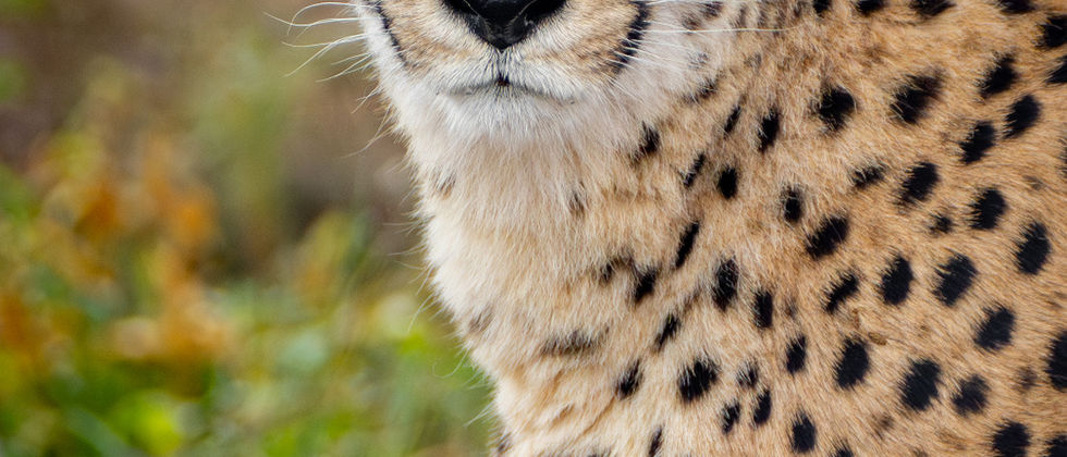 Neo-cheetah-2.jpeg