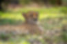 Juno: A Cheetah Experience cheetah