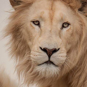 Acinonyx, one of our male lions at Cheetah Experience