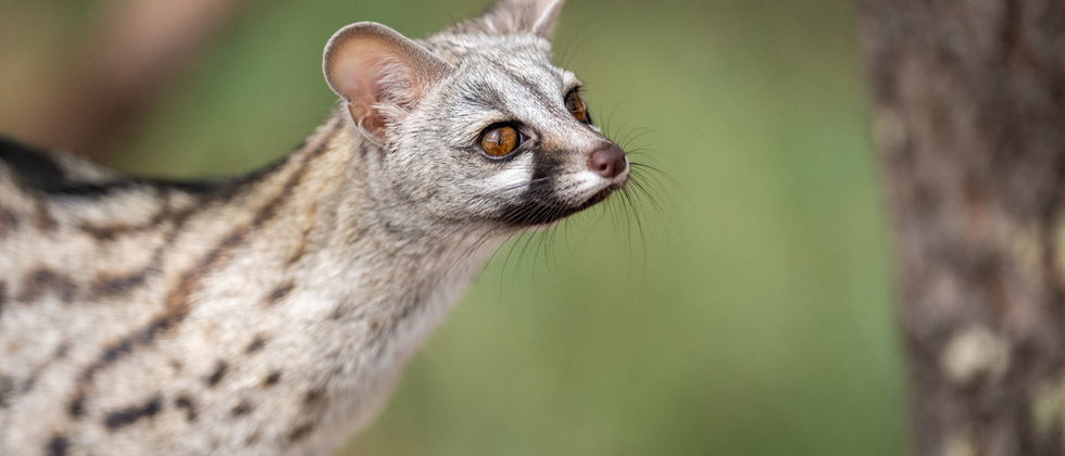 Genet 
Photo by Mateo