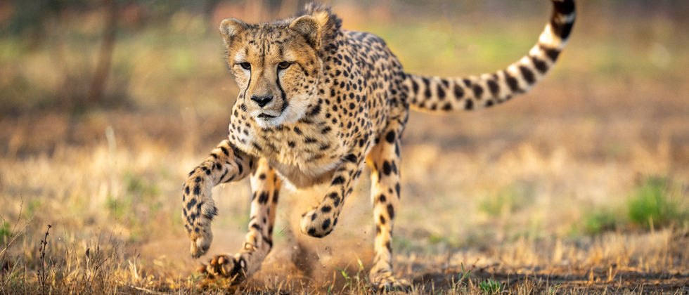 Liefie-cheetah-birthday.jpeg