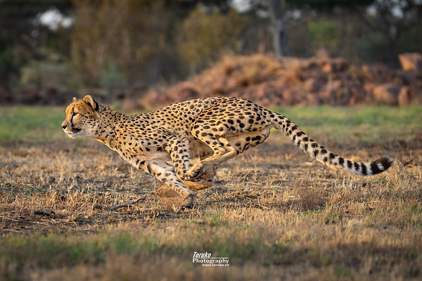 Liefie, one of our cheetahs taking a run on their birthday