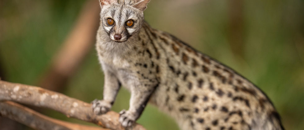 Ember: Genet 
Photo by Mateo