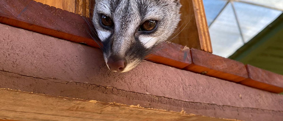 Genet2.jpeg
