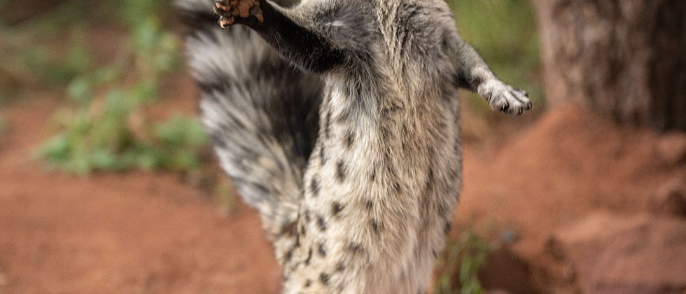 Ember: Genet 
Photo by Mateo