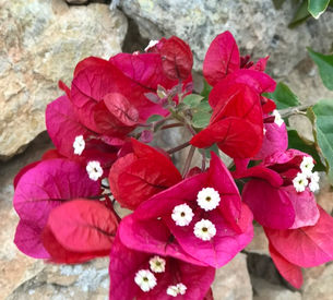 Bouganvilla