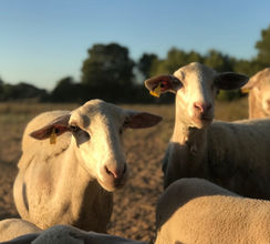 A group of sheep in golden light