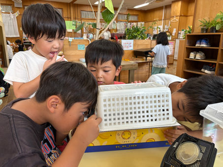 7月30日(木)やったね!羽化したオオゴマダラ★