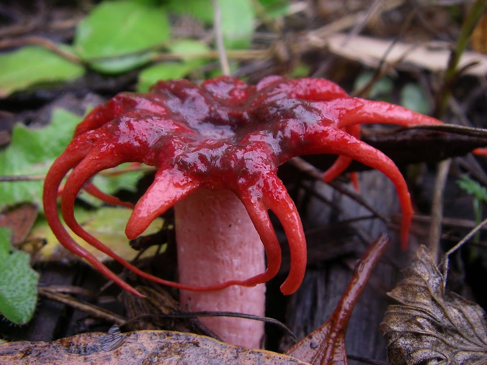 stink horn.jpg