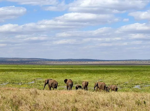 Herd of elephants graze peacefully on the grassy savanna under a cloudy sky.