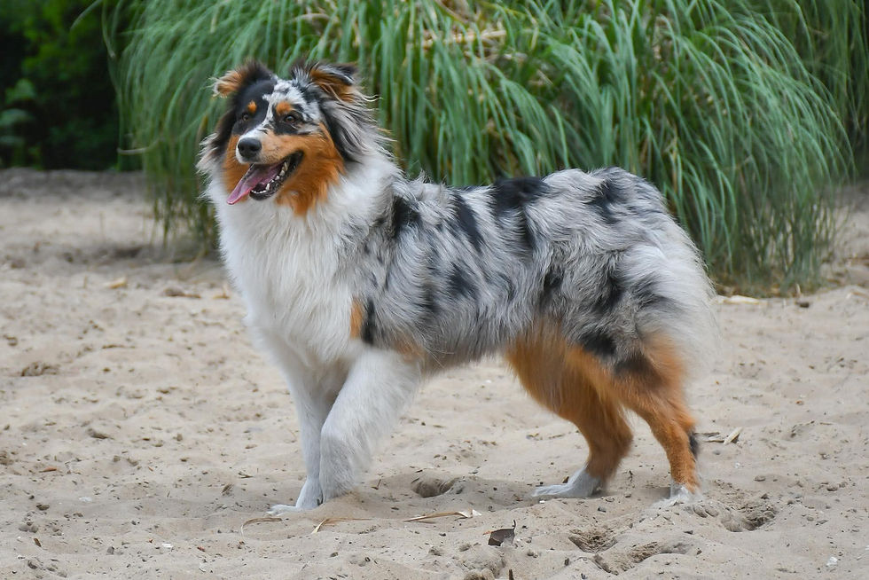 Bluey1