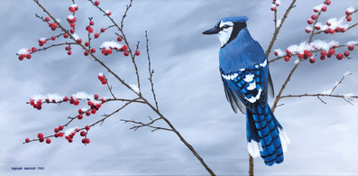 Red Berries, Blue Jay