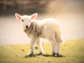 Mother's Day and Spring Lambs