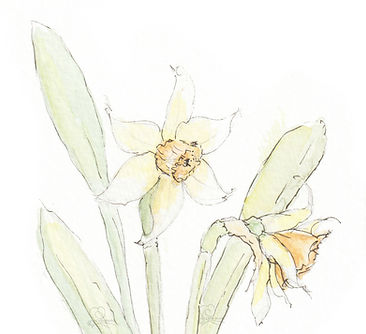 Delicate daffodils painted in watercolour