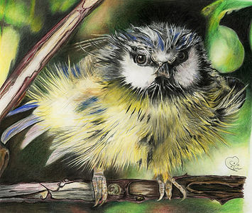 bluetit coloured pencil painting