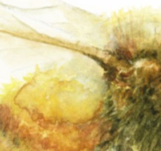 0223 cute bee p copy_edited_edited.jpg