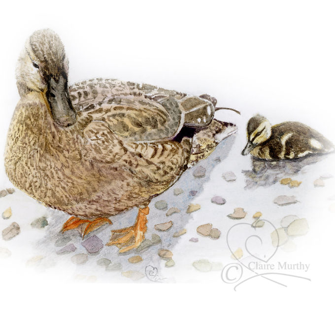 watercolour painting of a duck with her duckling