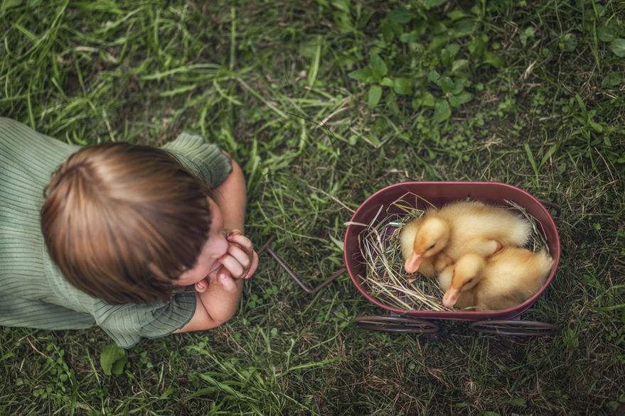 Child gazing at three ducklings during Children Photography Session with Chumie Paneth Photography