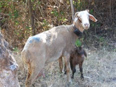 sheep2