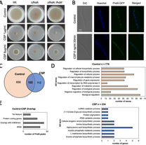 Colabardini et al 2022
