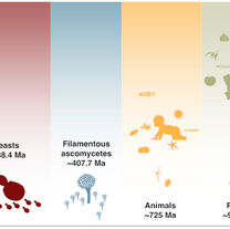 Feng et al 2025