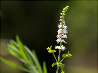 Black Cohosh For Breast Cancer