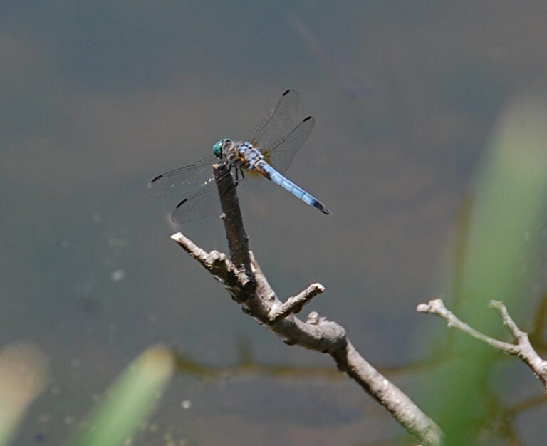 Blue Dasher