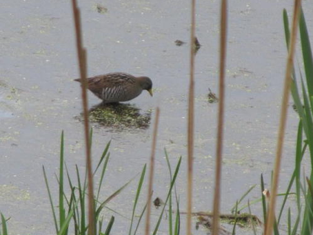 April 2021 has been a very special time at the marsh, with Sora, Virginia Rail, Little Blue Heron and American Bittern all visiting us.