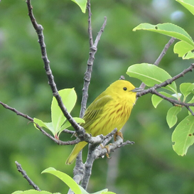 Summer at the Refuge