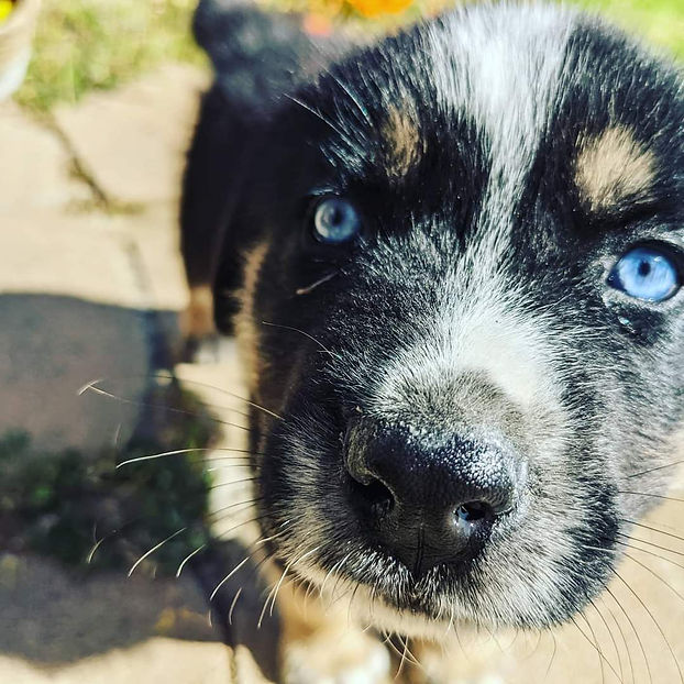 Dog_Atlas_puppy.jpg