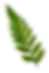 Fern Leaf