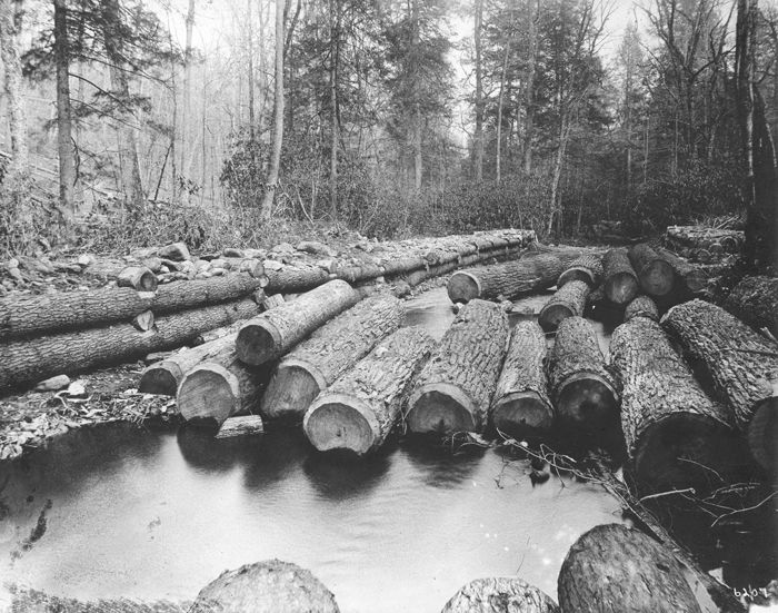 Logs in a river boom running